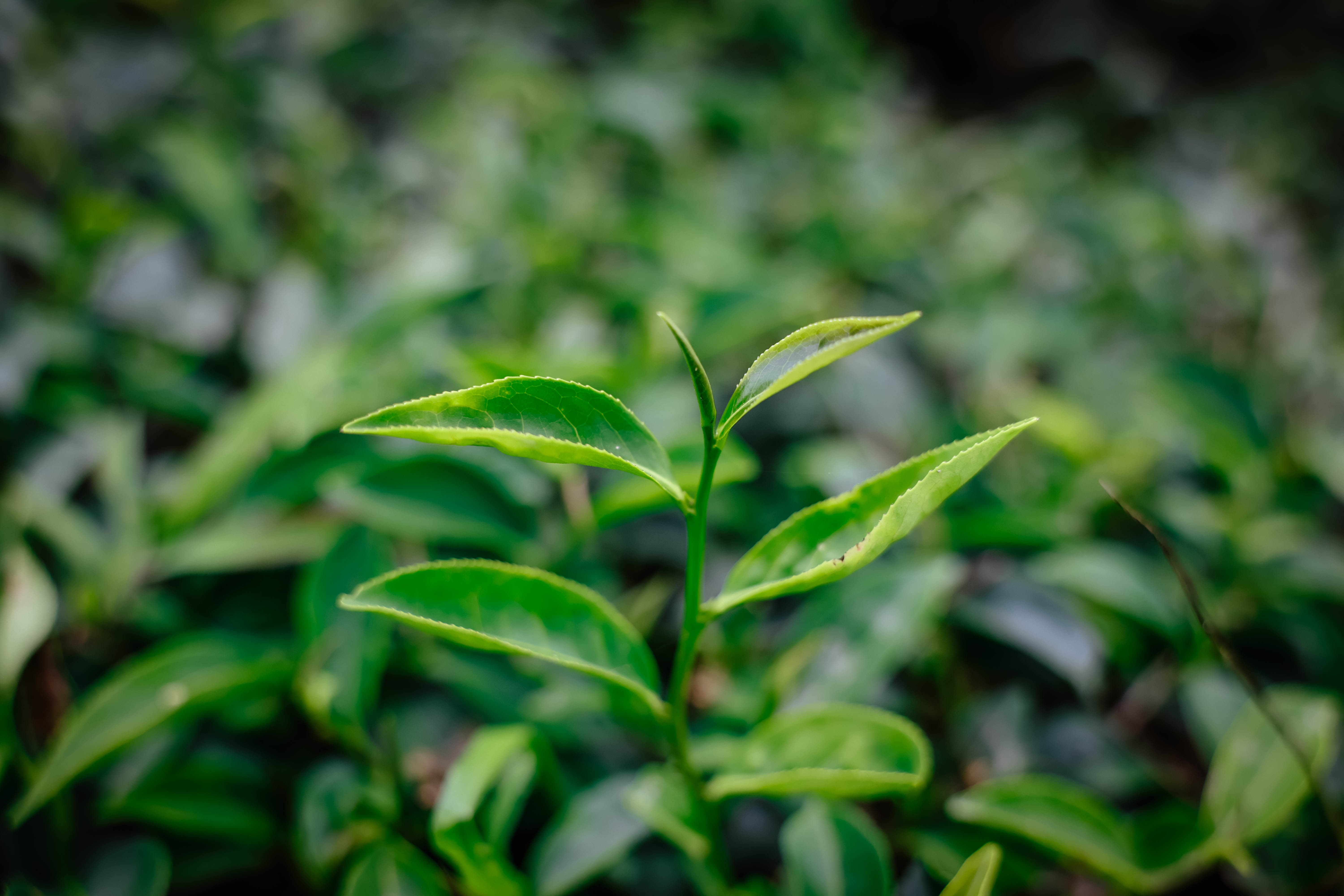 台東鹿野｜女兒不懂茶｜有機茶園走讀 × 紅烏龍茶席體驗 × 鹿野慢生活 | 台東慢旅｜Go Slow Go Taitung！